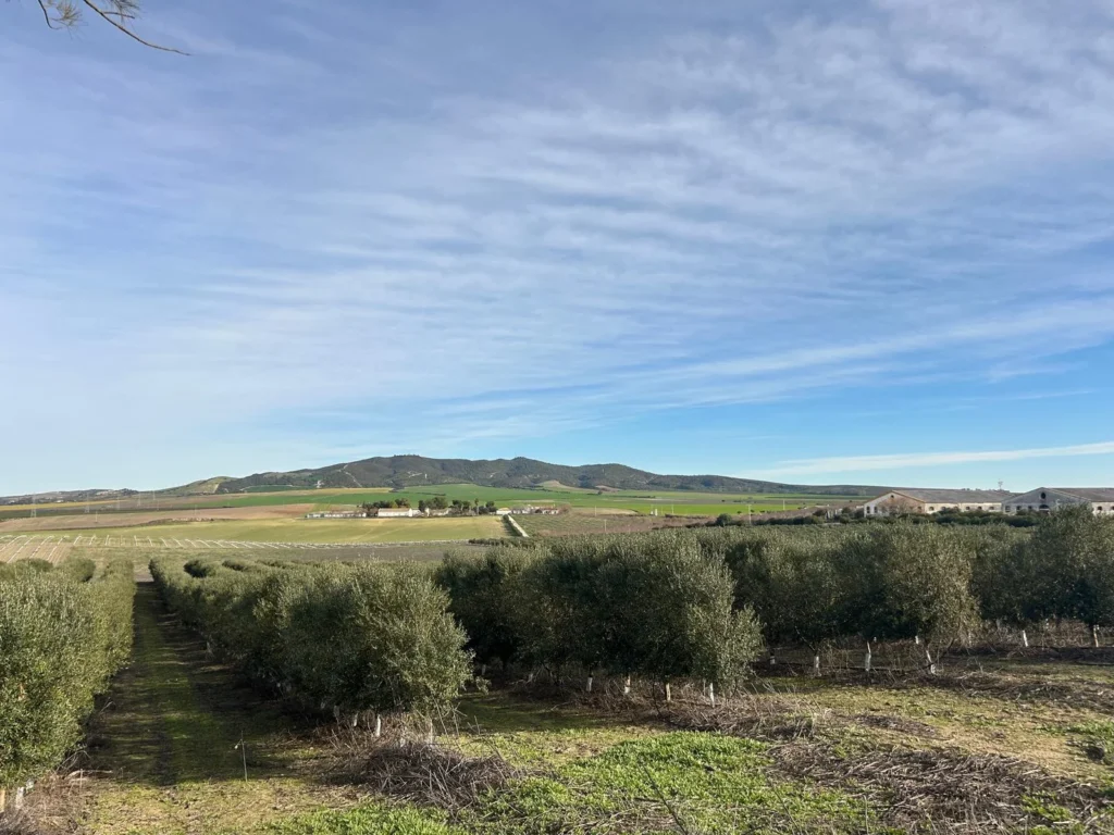 Finca Olivar con nave de 2000 m2 en Venta-Jerez de la Frontera