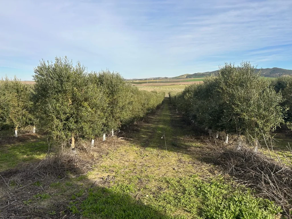 Finca Olivar con nave de 2000 m2 en Venta-Jerez de la Frontera