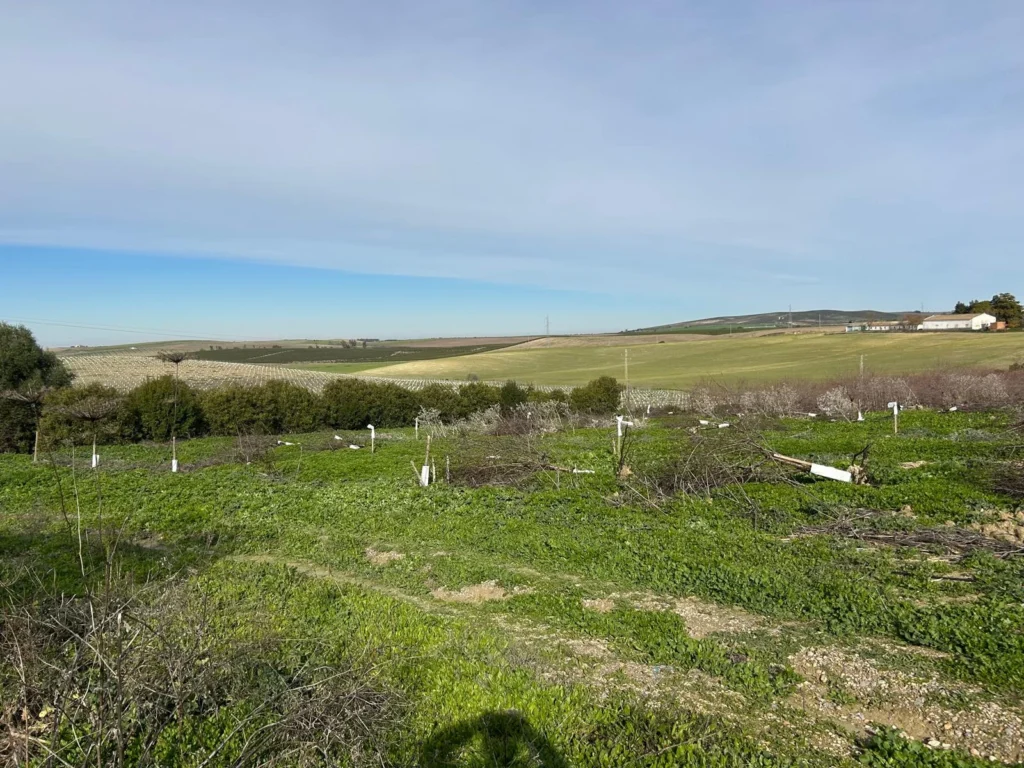 Finca Olivar con nave de 2000 m2 en Venta-Jerez de la Frontera
