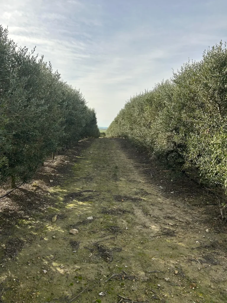 Finca Olivar con nave de 2000 m2 en Venta-Jerez de la Frontera