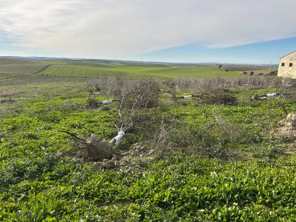 Finca Olivar con nave de 2000 m2 en Venta-Jerez de la Frontera