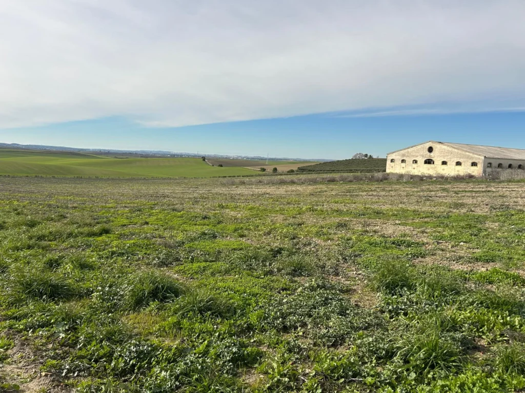 Finca Olivar con nave de 2000 m2 en Venta-Jerez de la Frontera