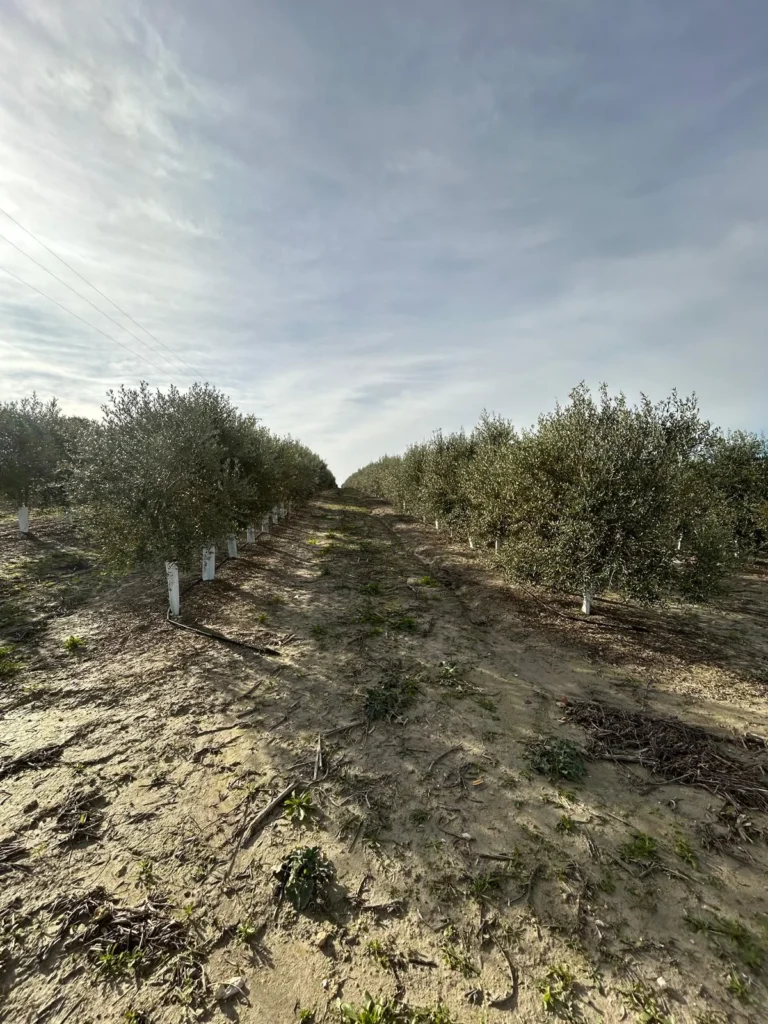 Finca Olivar con nave de 2000 m2 en Venta-Jerez de la Frontera