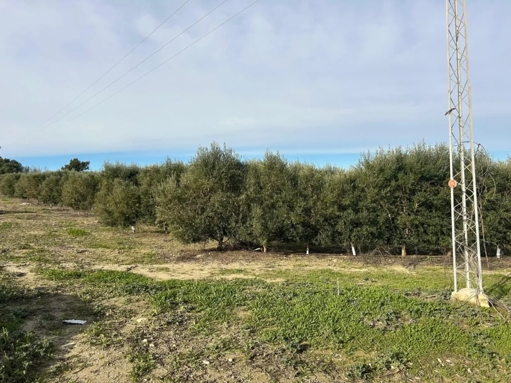Finca Olivar con nave de 2000 m2 en Venta-Jerez de la Frontera