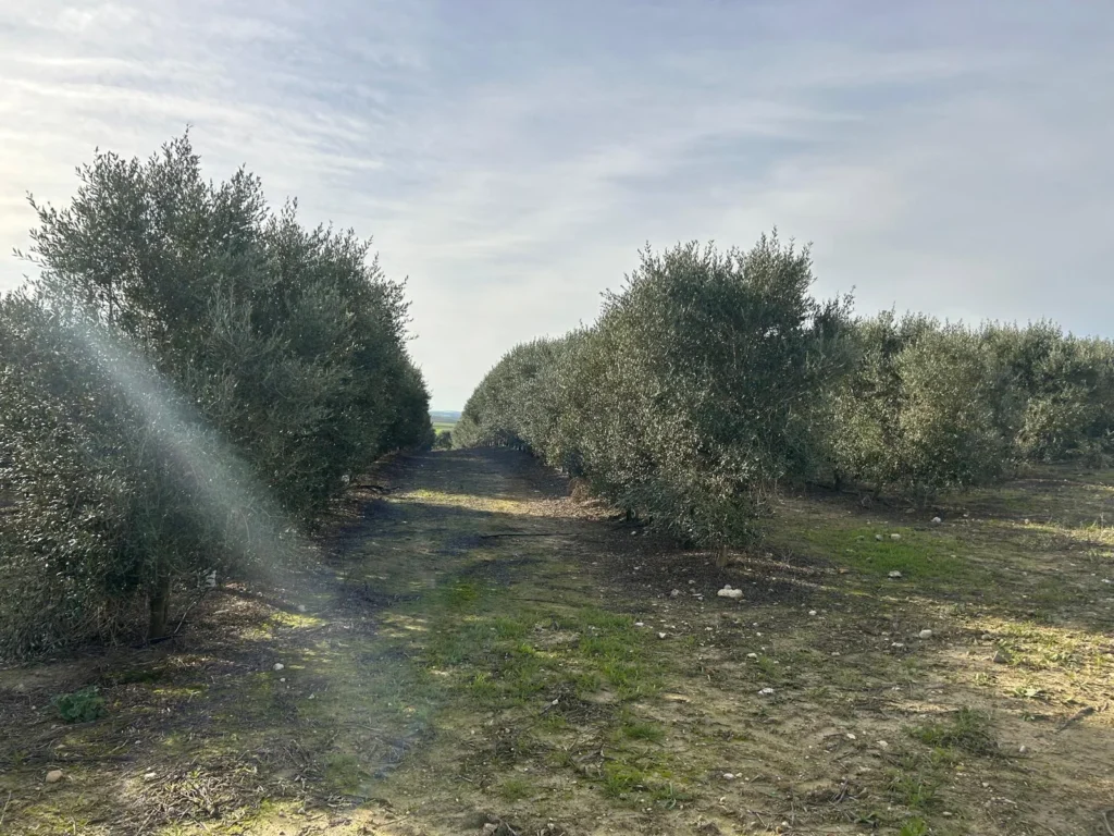 Finca Olivar con nave de 2000 m2 en Venta-Jerez de la Frontera