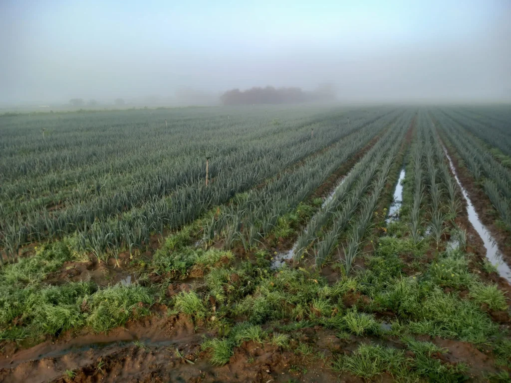 Finca Regadío en venta-Jerez de la Frontera