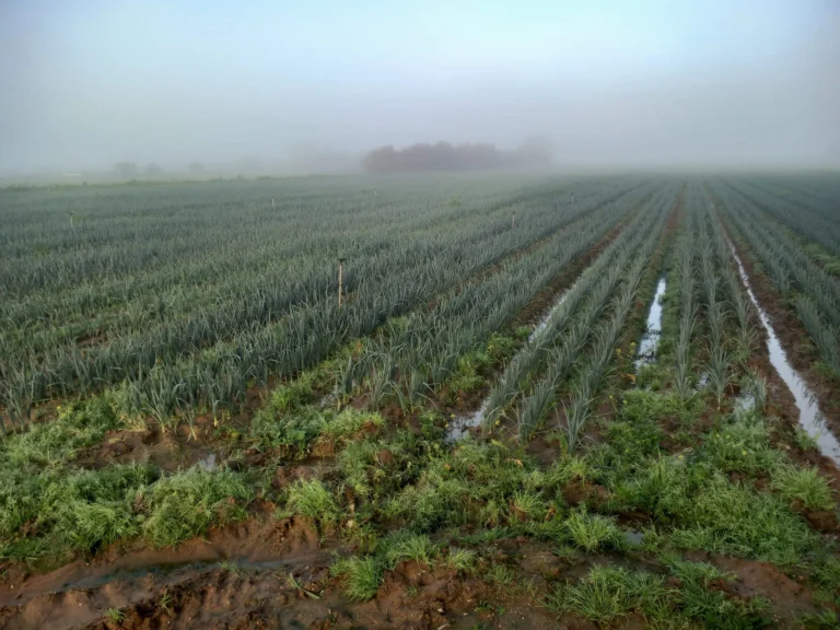 Finca Regadío en venta-Jerez de la Frontera