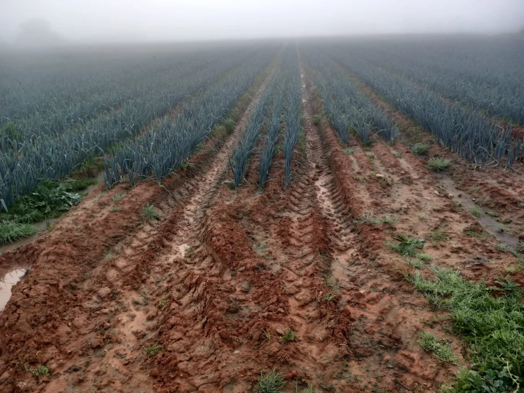 Finca Regadío en venta-Jerez de la Frontera