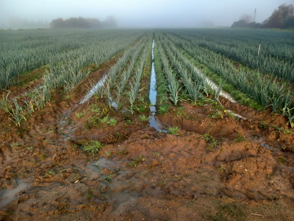 Finca Regadío en venta-Jerez de la Frontera