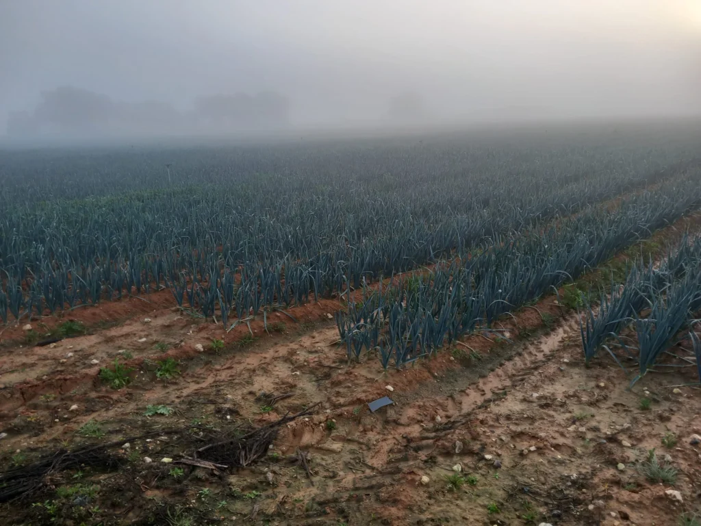 Finca Regadío en venta-Jerez de la Frontera