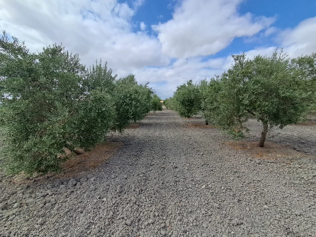 Finca agricola en venta-El Cuervo de Sevilla