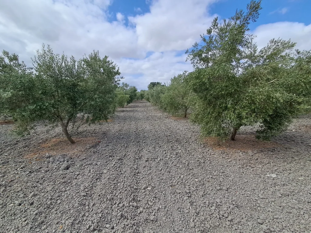 Finca agricola en venta-El Cuervo de Sevilla