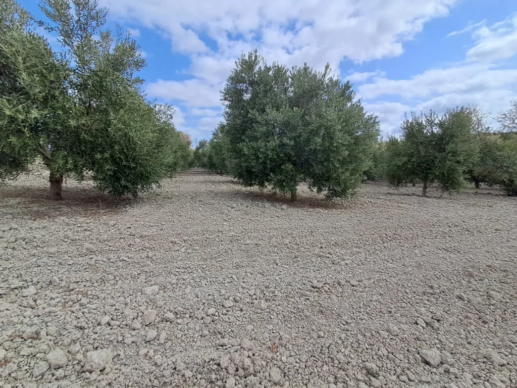 Finca agricola en venta-El Cuervo de Sevilla