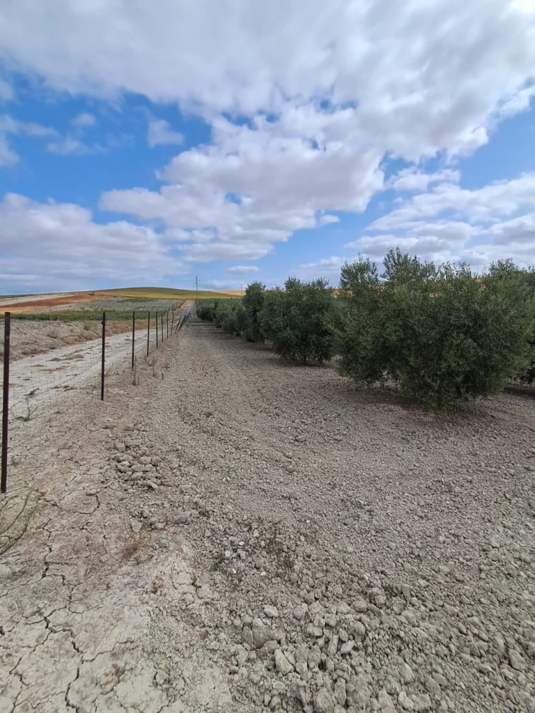 Finca agricola en venta-El Cuervo de Sevilla