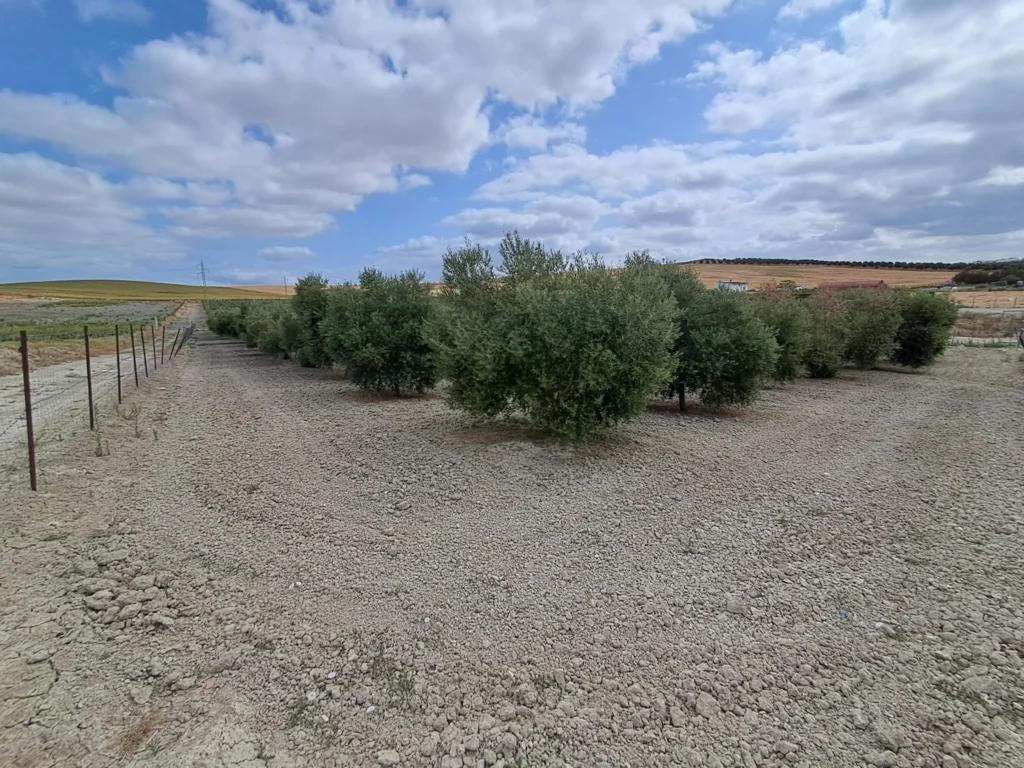 Finca agricola en venta-El Cuervo de Sevilla