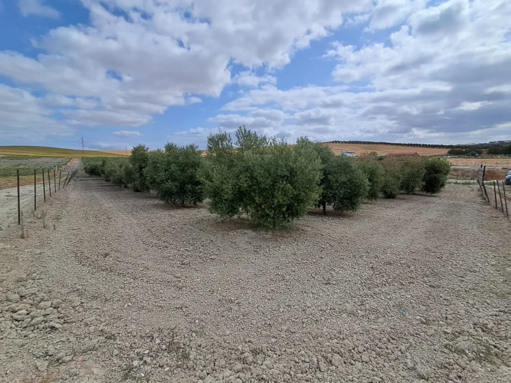 Finca agricola en venta-El Cuervo de Sevilla