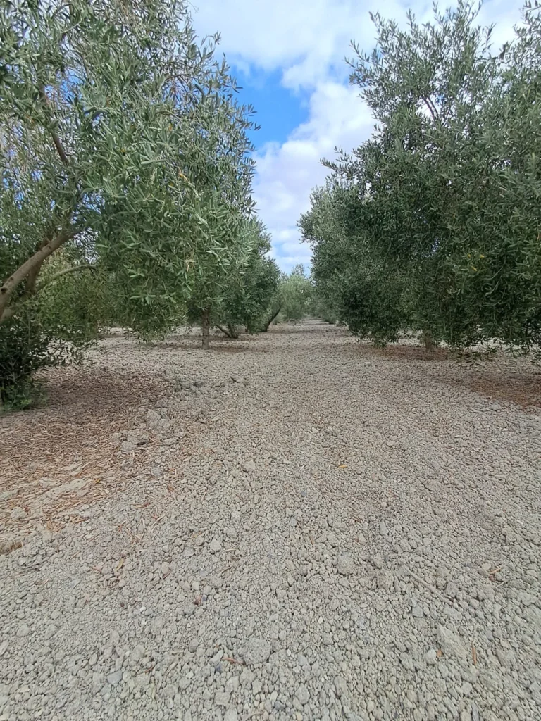Finca agricola en venta-El Cuervo de Sevilla