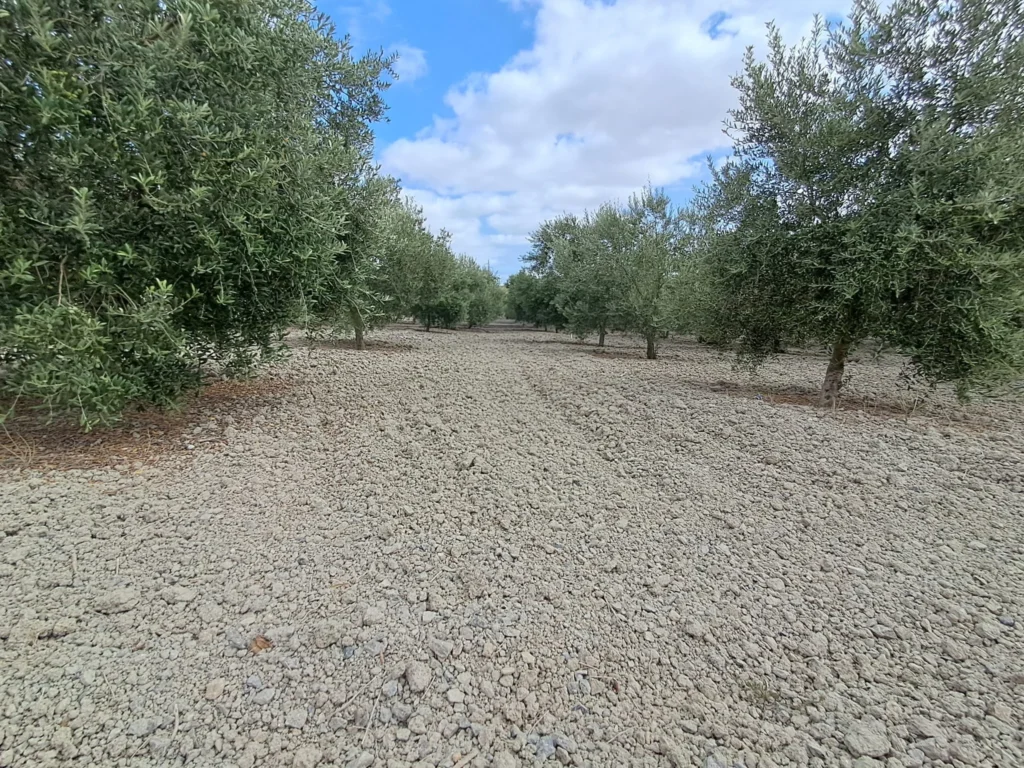 Finca agricola en venta-El Cuervo de Sevilla